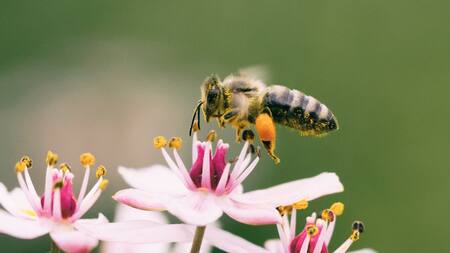 ¿Por qué las abejas son esenciales para el ecosistema?. Unsplash.