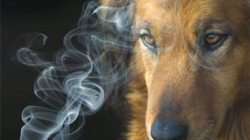 Perro y cigarrillo