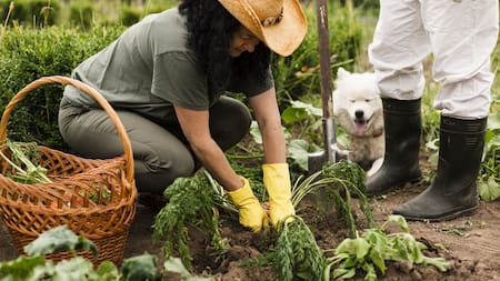 Huerta de invierno: cuál es la hortaliza ideal para sembrar en junio y cosechar cuando llega la primavera