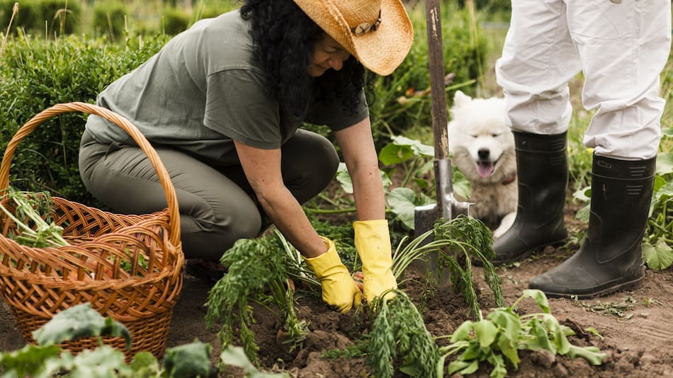 Huerta y hortalizas de invierno. Foto: Freepik.
