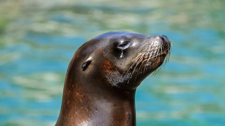 Focas. Foto: Pexels.