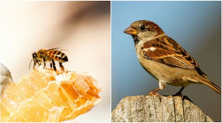 Gorriones y Abejas. Fotos: Unsplash.
