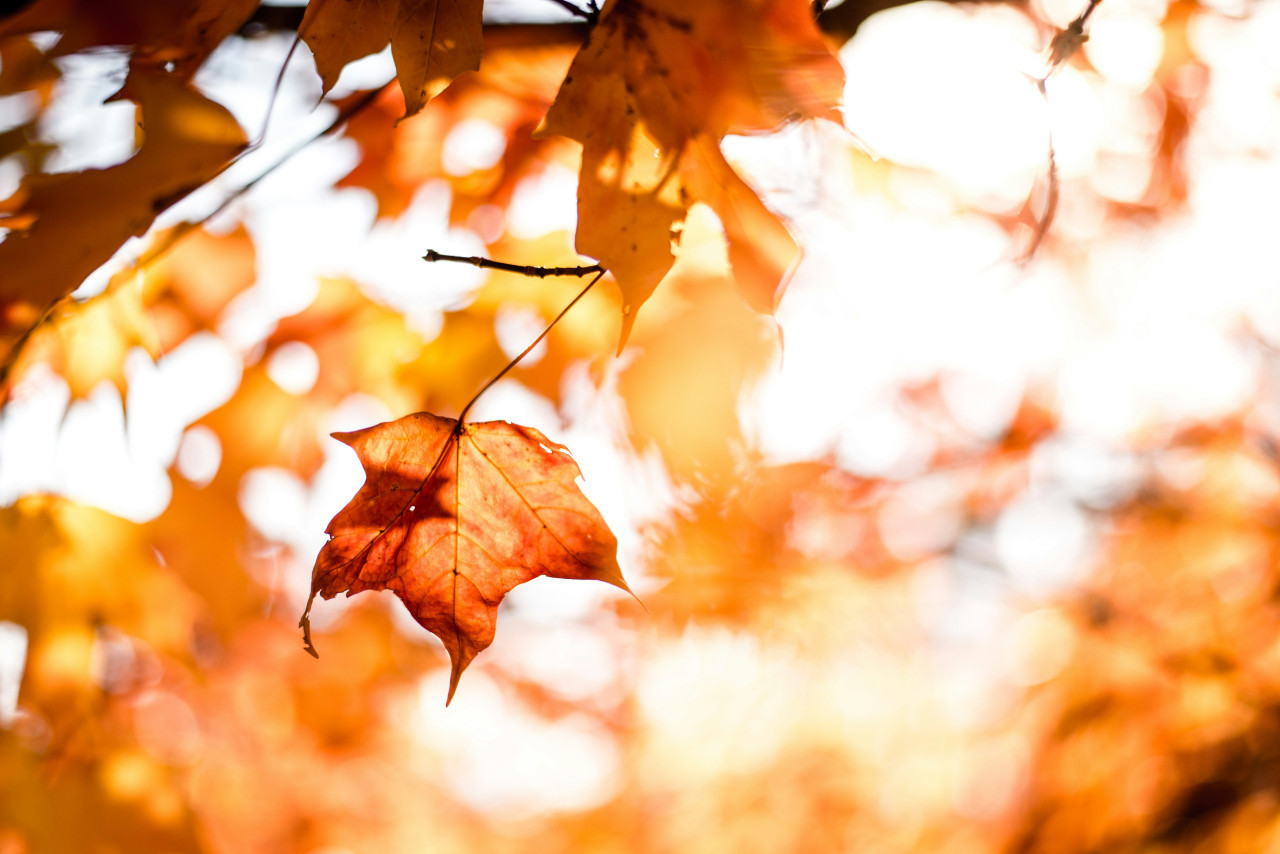 Otoño. Fuente: Unsplash