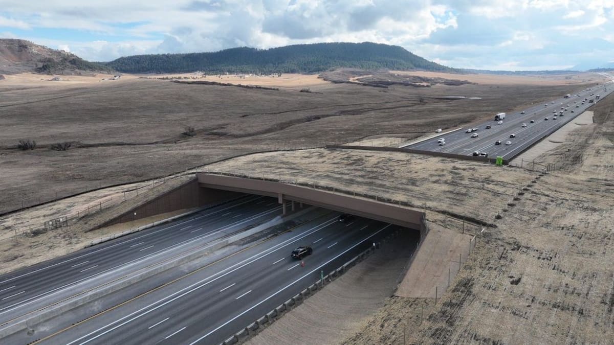 Hito en la ingeniería ecológica: construyen un megapuente que permite a los animales cruzar una autopista sin peligro