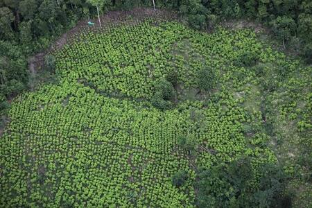 Cultivos de coca en Colombia. Foto: REUTERS.