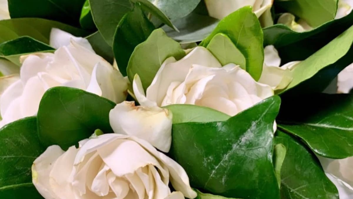 Cuánto cuesta un ramo de jazmín, la flor favorita para aromatizar toda la casa