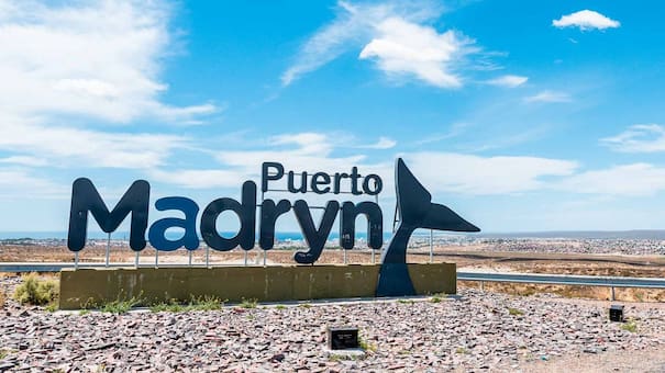 Fauna total en Puerto Madryn: el safari único en el mundo que ofrece avistajes de ballenas, lobos marinos y pingüinos