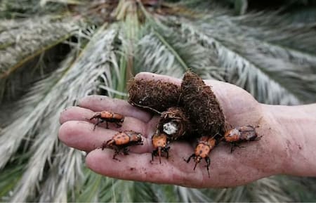 Picudo rojo. Foto X @Cuestor23