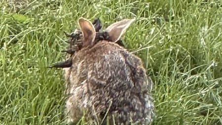 Los tumores que genera el virus pueden dificultar la alimentación o la visión de los conejos.