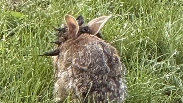 “Conejos Frankestein”: cuál es el virus por el que algunos animales tienen tentáculos raros en Estados Unidos