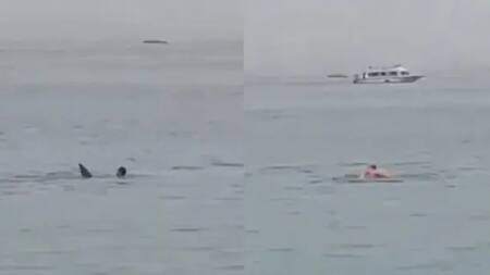 Tiburón se come a un turista en Egipto. Foto: Captura de video.