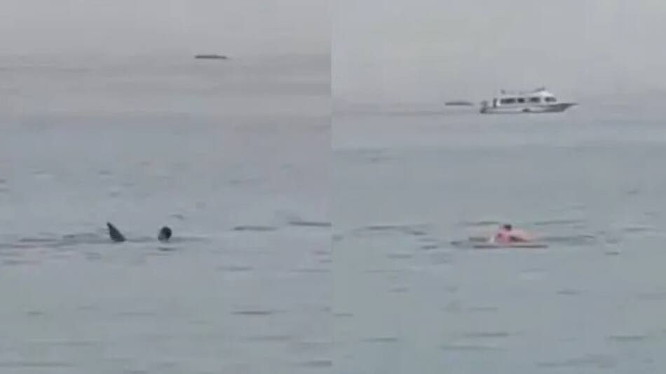 Tiburón se come a un turista en Egipto. Foto: Captura de video.
