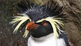 Registraron una especie de pingüino nunca vista en Argentina: en dónde apareció este ejemplar único
