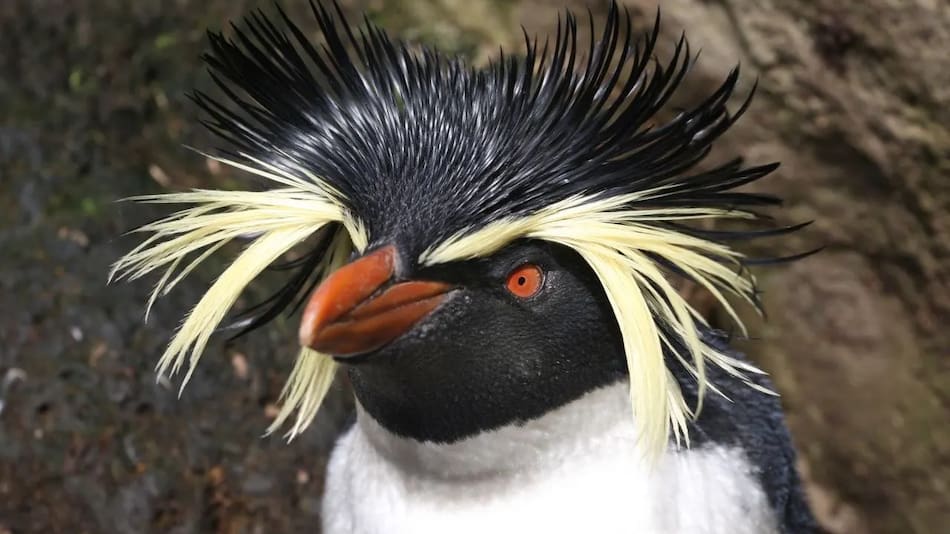 El Pingüino de Penacho Amarillo del Norte descubierto en Río Negro.