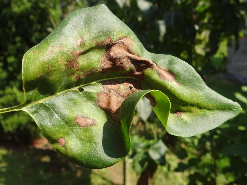 Pseudomonas syringae: Bacterias que el aire lleva a las plantas. Foto: WikiCommons