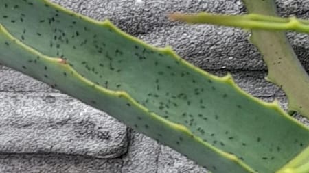 Invasión de bichitos negros en Buenos Aires. NA