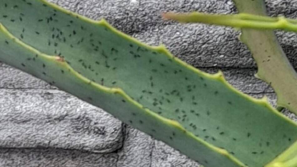 Invasión de bichitos negros en Buenos Aires. NA