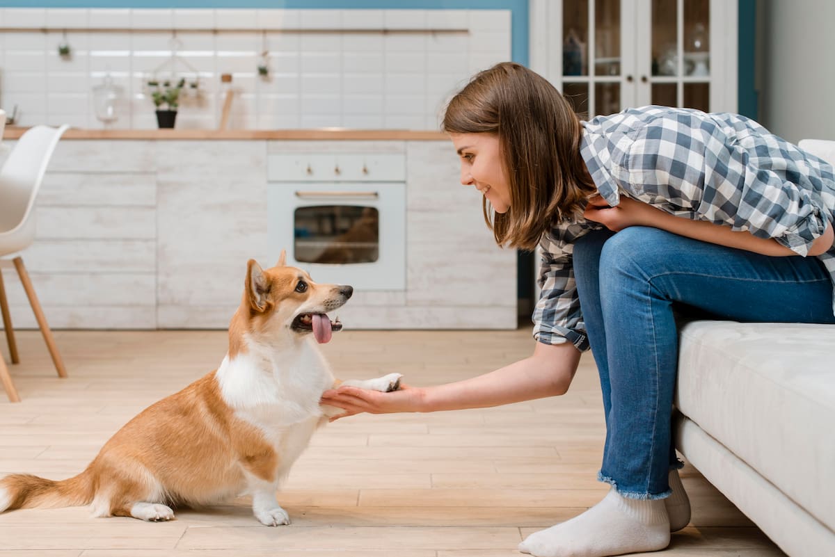 Llegar a casa y ver a un perro saltando, ladrando o buscando contacto puede parecer una muestra de amor irresistible.