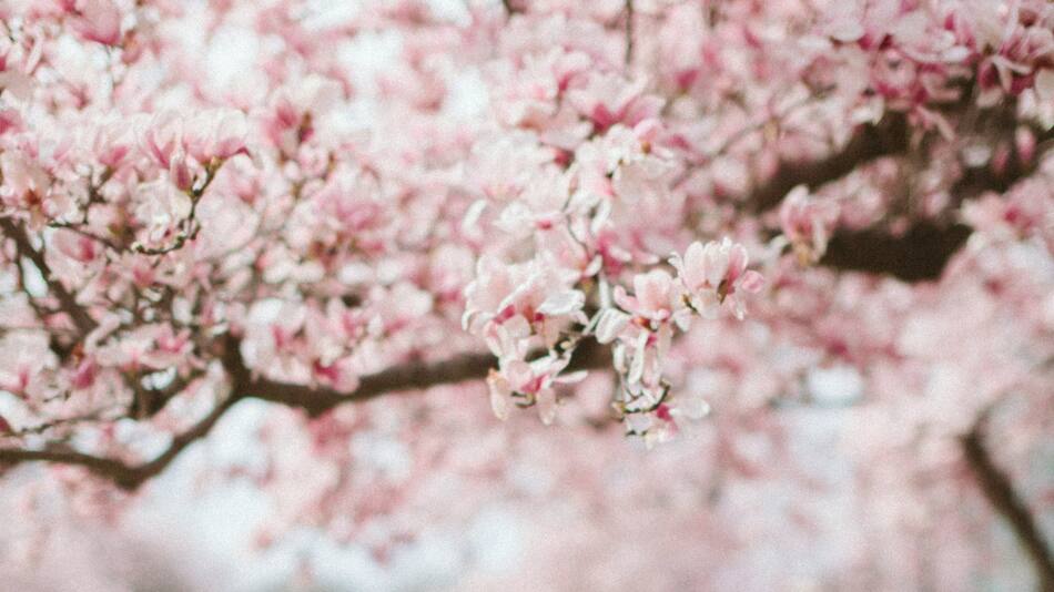 La primavera beneficiará a algunos signos del zodiaco. Foto: Unsplash.