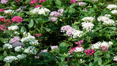 Jardín repleto de plantas.