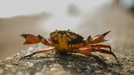 cangrejo. Fuente: Unsplash