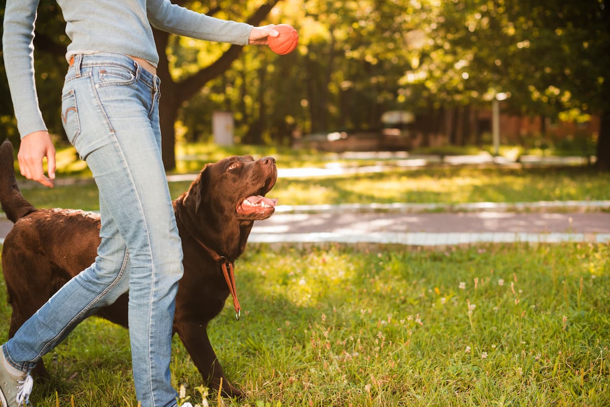 Adiestramiento, perros, animales.