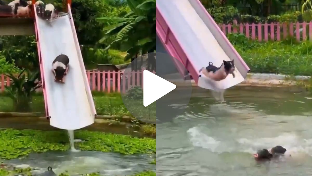 Parque acuático para cerdos en Camboya.