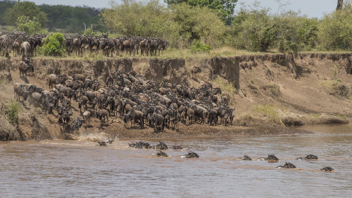 La “marea viva” de África ya está en marcha: millones de animales inician la migración más impactante del planeta