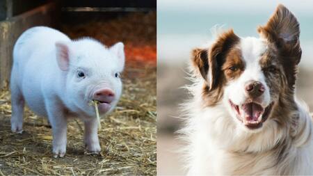 Cerdo, perro. Foto: Unsplash.