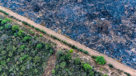 El Gran Chaco argentino agoniza por la deforestación masiva e ilegal. Foto: EFE.