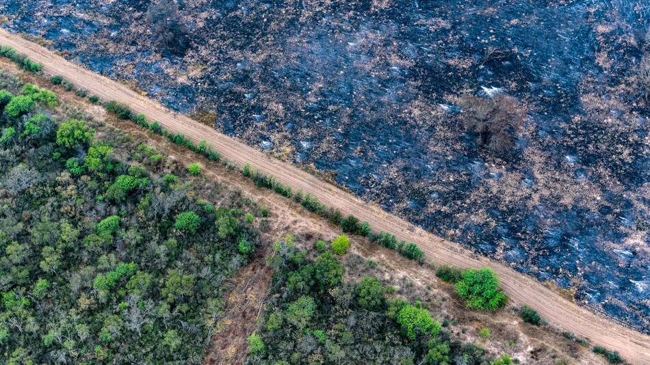 El Gran Chaco argentino agoniza por la deforestación masiva e ilegal. Foto: EFE.