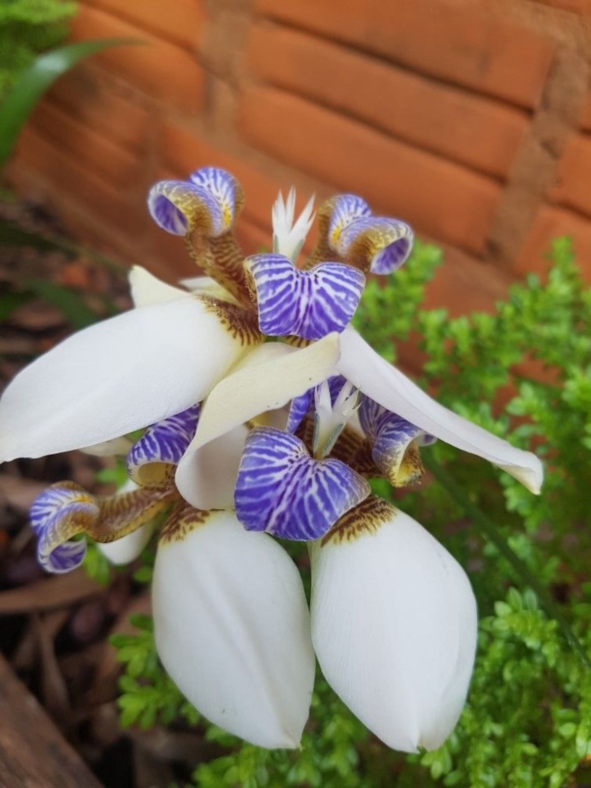 La flor de la Neomarica gracilis se destaca por sus pétalos blancos con manchas marrones y detalles azulados, que le dan un aspecto exótico similar al de las orquídeas.