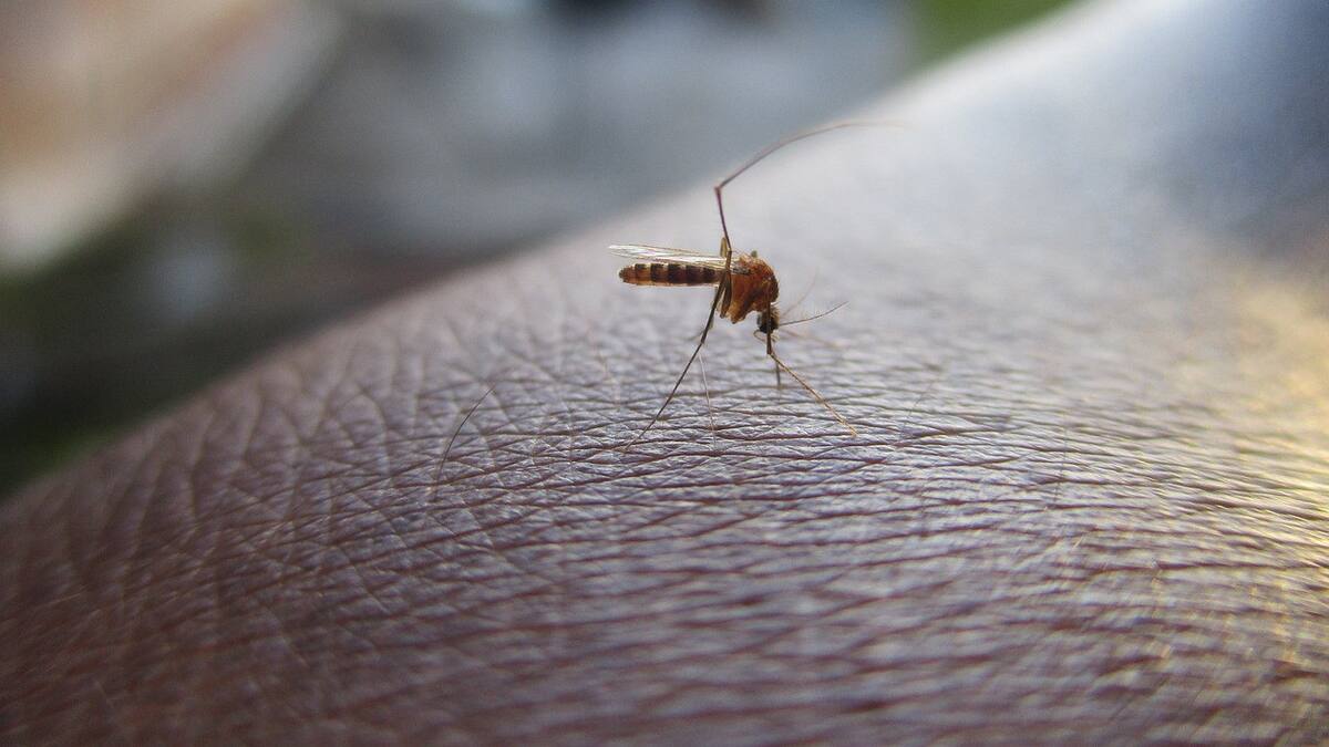 Dengue en Santa Fe. Foto: Pixabay.