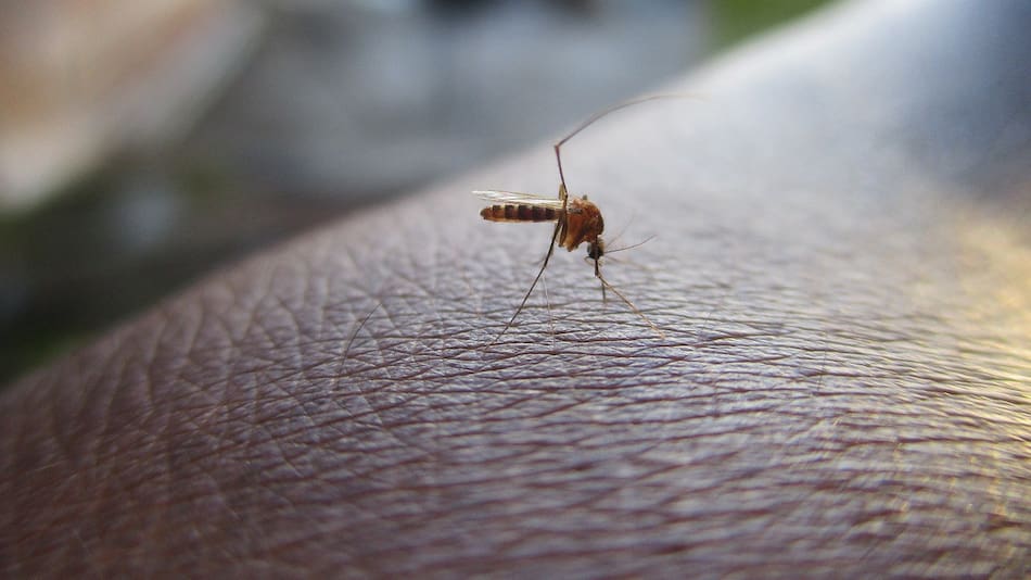 Dengue en Santa Fe. Foto: Pixabay.