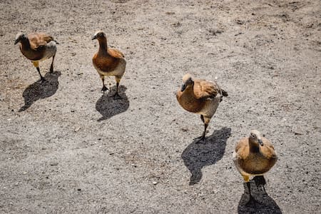 Aves. Foto: Unsplash.