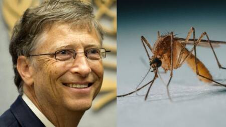 Bill Gates, mosquitos