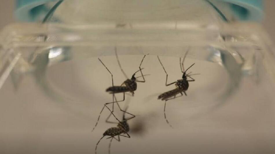 Mosquito transmisor del dengue. Foto: Reuters