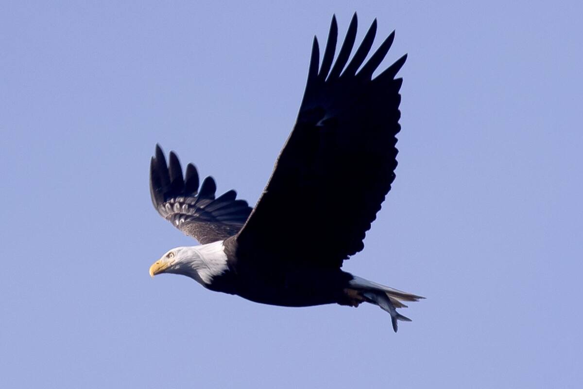 Águila calva. Fuente: EFE