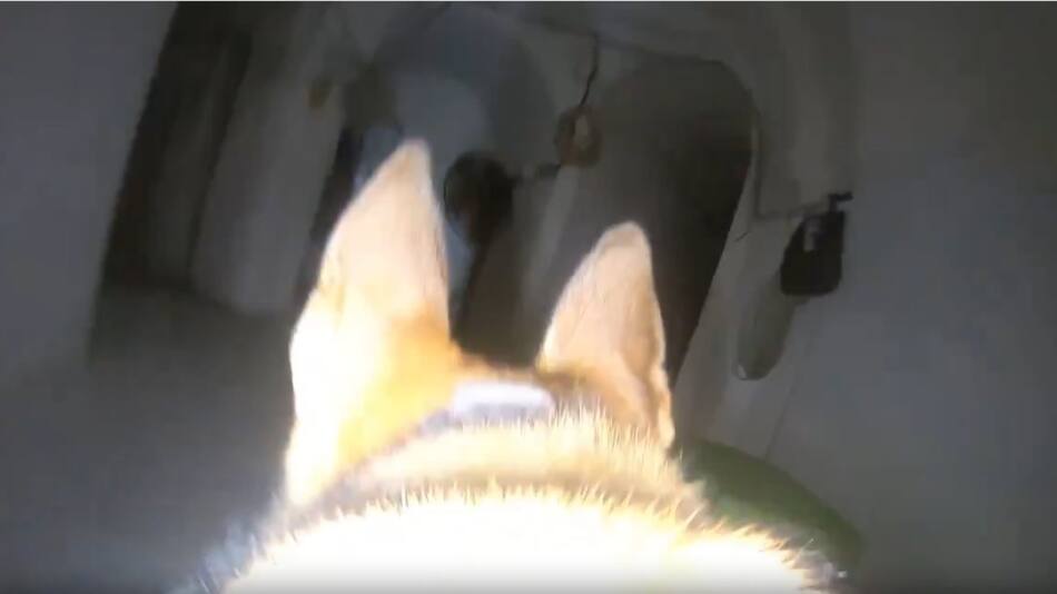 El perro del Ejército israelí. Foto: captura.