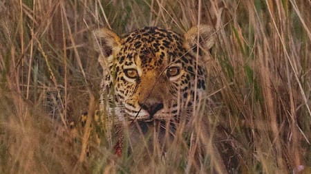 Registran un nuevo yaguareté en en Parques Iberá. Foto Instagram.