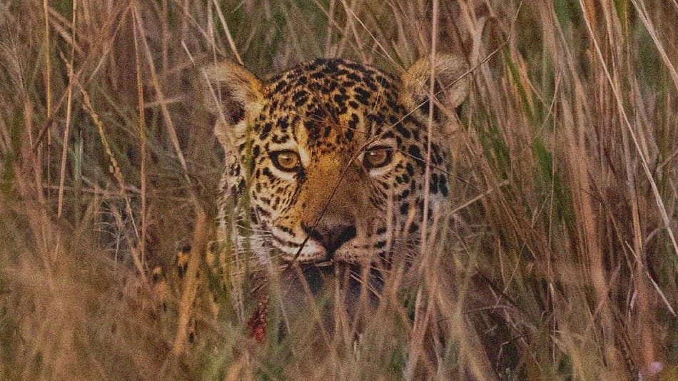 Registran un nuevo yaguareté en en Parques Iberá. Foto Instagram.