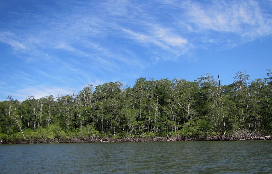 Humedales de Panamá. Foto: EFE