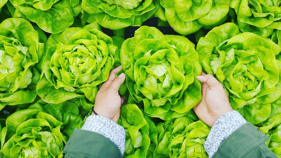 Lechuga; verduras. Foto: Unsplash.