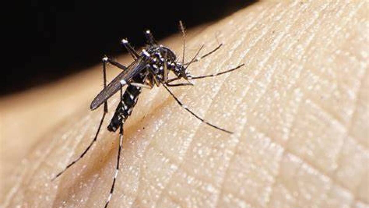 Cuál es la sangre preferida de los mosquitos. Foto X.