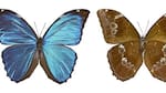 Desesperante situación: la deforestación en el Amazonas está “apagando” los colores de las mariposas