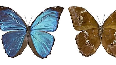 Desesperante situación: la deforestación en el Amazonas está “apagando” los colores de las mariposas