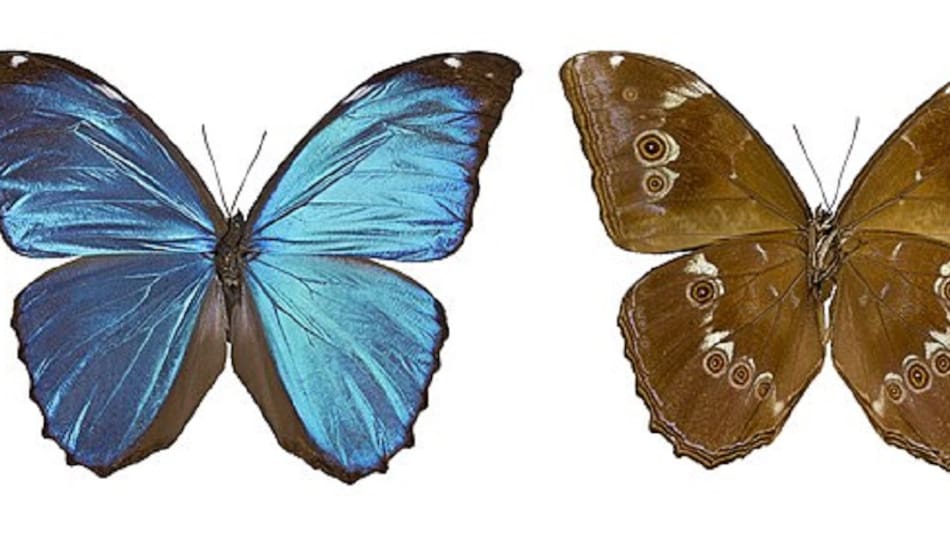 La deforestación influye en el color de las mariposas.