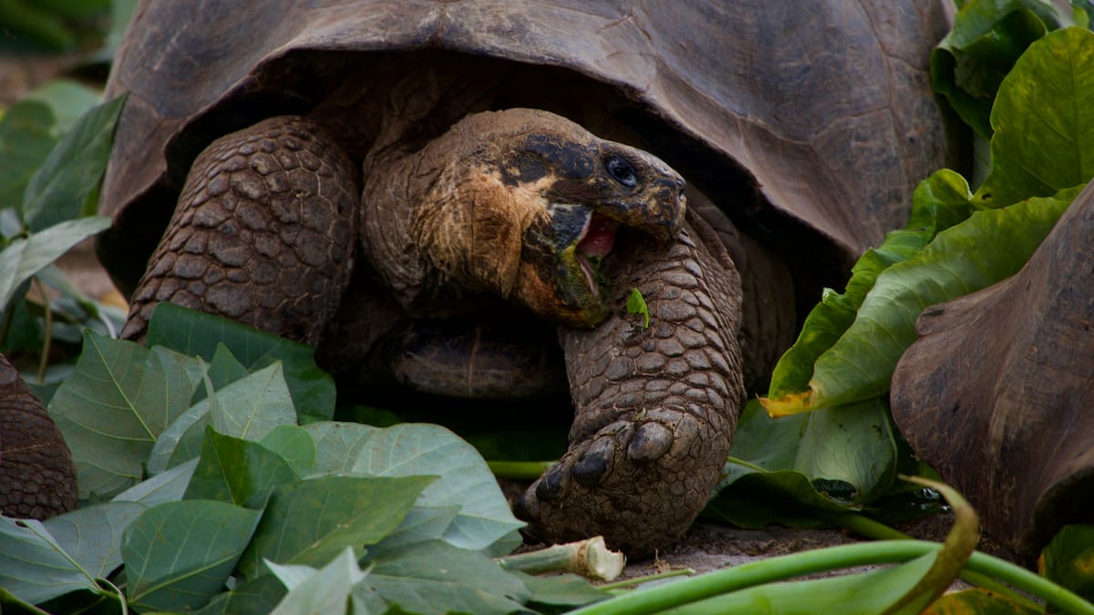 El regreso de las tortugas gigantes a las islas Galápagos: el histórico proyecto que busca recuperar un ecosistema perdido
