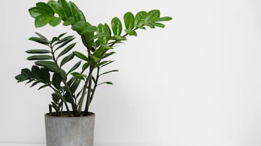 No es la lengua de suegra: la planta que atrae prosperidad al colocarla en la puerta de la casa