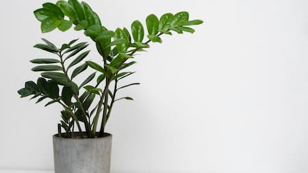 No es la lengua de suegra: la planta que atrae prosperidad al colocarla en la puerta de la casa